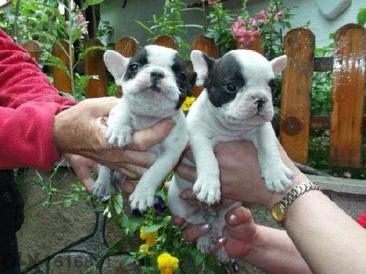 frence bulldog καθαροαιμα και κουταβια Αθηνα 6988190151
