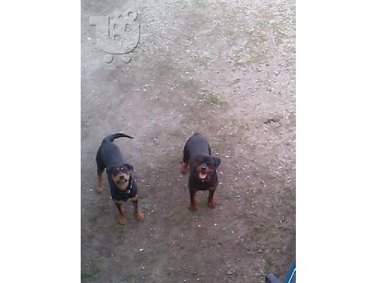 Rottweiler