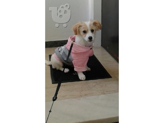 PoulaTo: πανεμορφο epaniel-jack russel