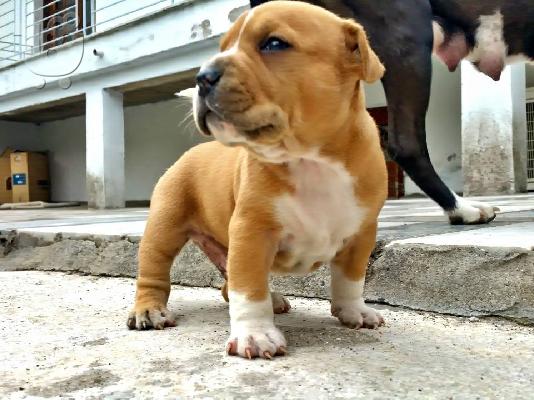 American staffordshire terrier απο τα καλυτερα αιματα 6979314054