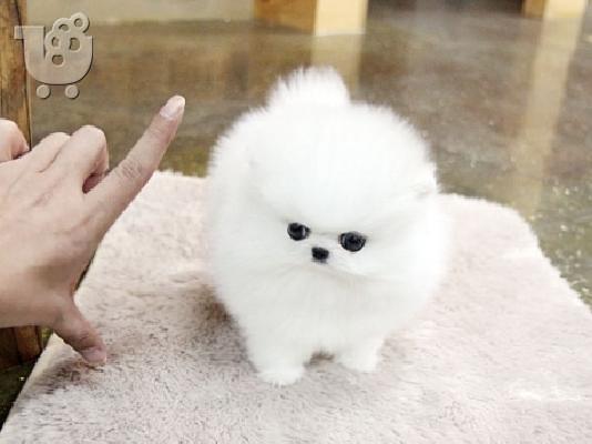 PoulaTo: Πώληση Pomeranian σκύλοι και κουτάβια