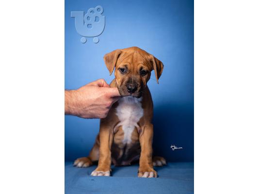 PoulaTo: American Staffordshire Terrier κουτάβια