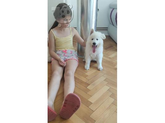 Λευκός Ελβετικός Ποιμενικός κουτάβια