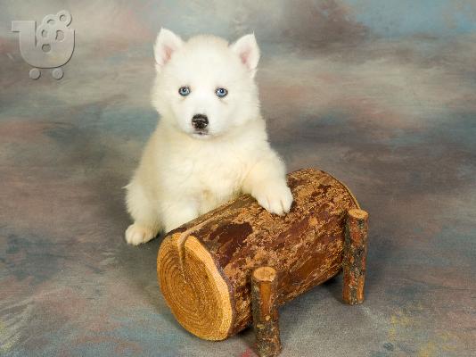 husky-ΔΩΡΟ ΓΙΑ ΠΡΩΤΟΧΡΟΝΙΑ