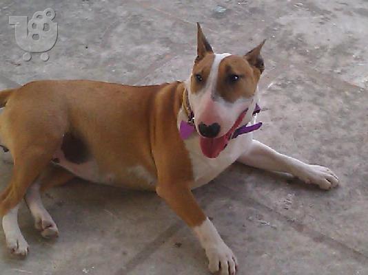 Bull Terrier κουτάβια !