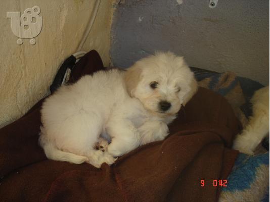 PoulaTo: Μαλτεζακι,καταλευκο,μινι,θηλυκο.