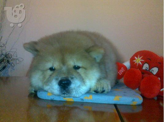 Τσόου Τσόου – 400 euro