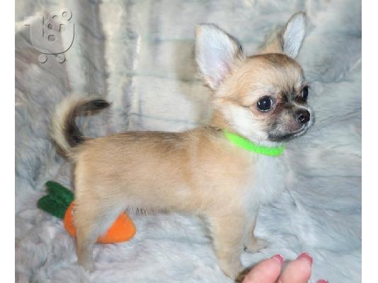  Kc chihuahua έτοιμο