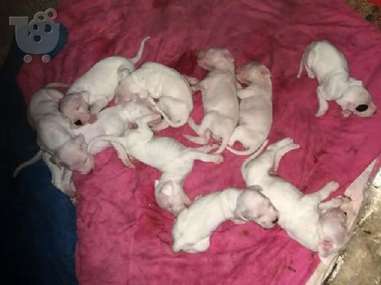 Dogo argentino