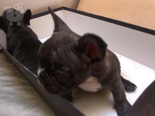 PoulaTo: Γαλλικα μπουλντογκ, πωλουνται