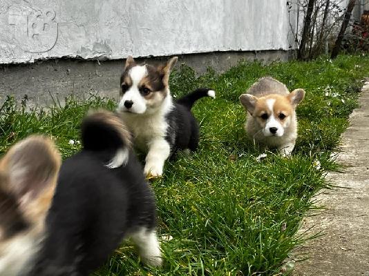 Pembroke Welsh Corgi κουτάβια