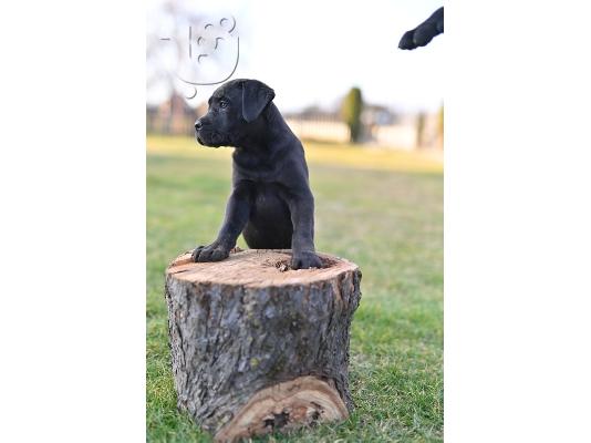 Cane Corso κουτάβια