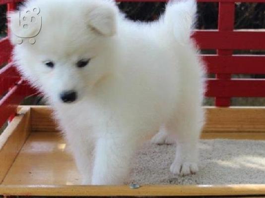 PoulaTo: Διαθέσιμα όμορφα κουτάβια Samoyed