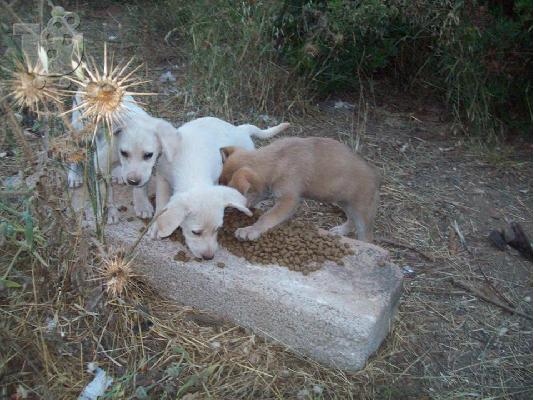 Κουταβακια 2μηνων αναζητουν οικογενειες