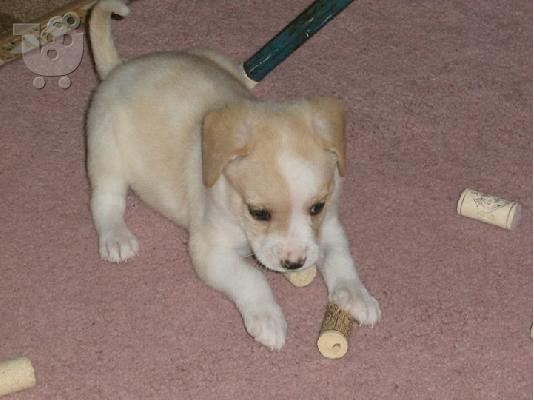 Κουταβακι 1.5 μηνα χαριζεται