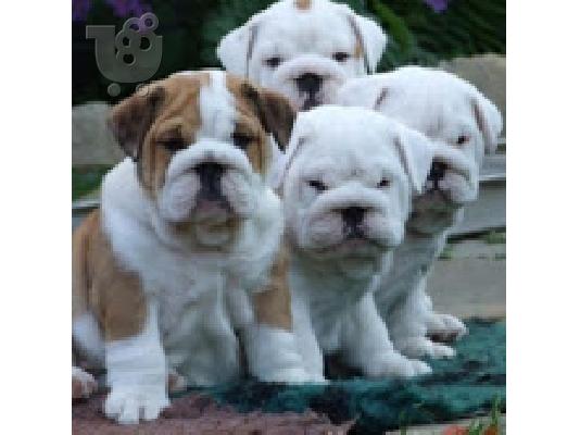 PoulaTo: englishbull κουτάβια για € 240