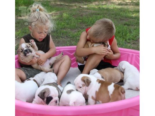 PoulaTo: register englishbull puppies
