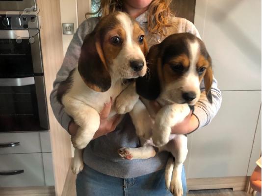 Gorgeous Kc εγγεγραμμένα Beagle Pups