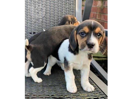 PoulaTo: Κουτάβια Beagle Tricolor