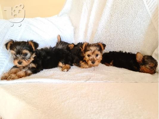 PoulaTo: Yorkshire terrier puppy is now ready for adoption