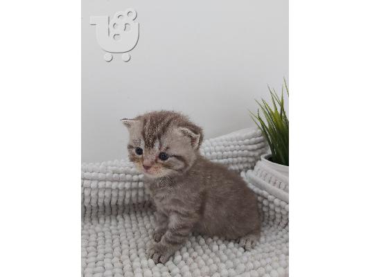 Βρετανικά γατάκια Longhair Tabby προς πώληση