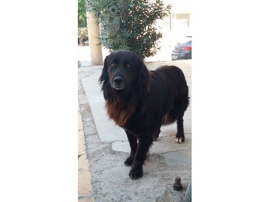PoulaTo: Ο κουκλος Dove για υιοθεσια