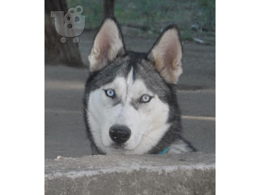 husky-ΔΩΡΟ ΧΡΙΣΤΟΥΓΕΝΝΩΝ