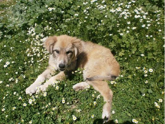 Φενια η τυφλη κουταβινα