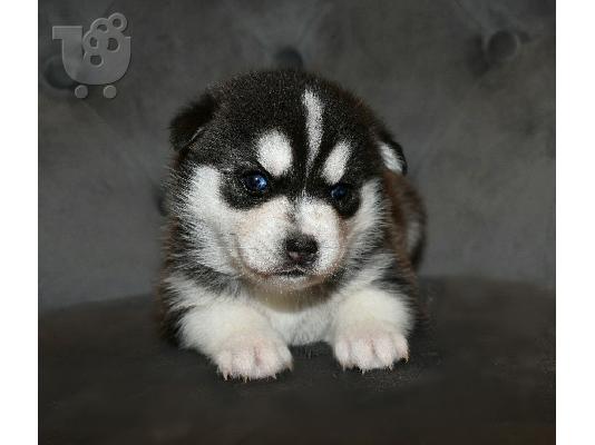 Zapanjujući psići Pomsky kontaktirajte me putem (whatsapp 32460219218) ili (viber 23767957...