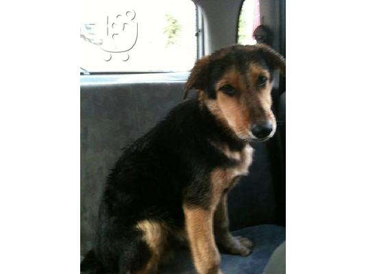 Σκυλακι 8 μηνων χαριζεται