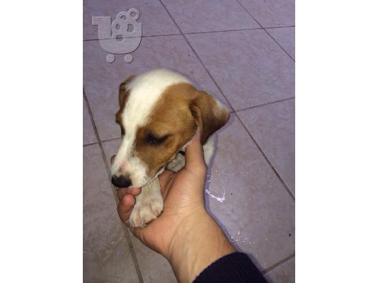 PoulaTo: Πωλείται jack russell