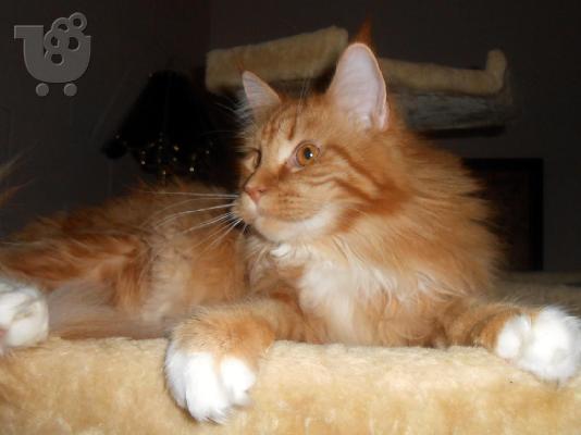 PoulaTo: Maine Coon Kittens