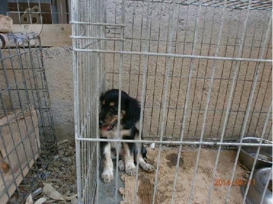 PoulaTo: Κουταβακια 3 μηνων χαριζονται