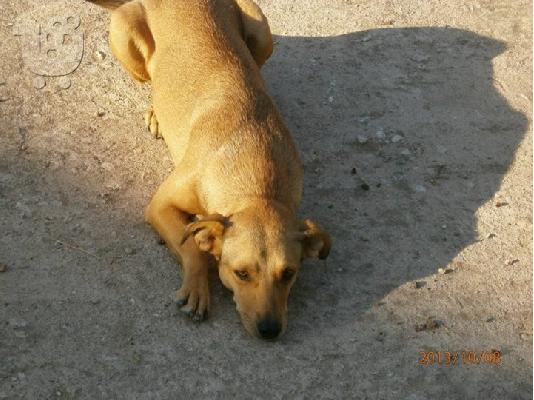 Σκυλιτσα χαριζεται