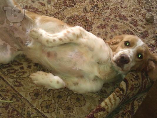 Επανιελιτσα χαριζεται