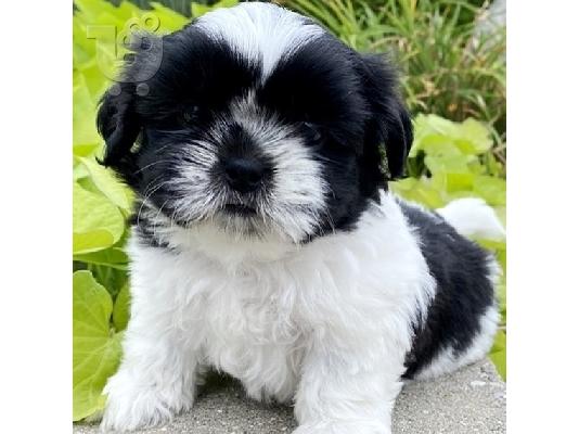 Shih Tzu κουτάβια
