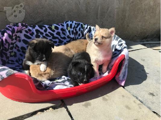 Γνήσια εκπληκτική Pomskies F1 προς πώληση