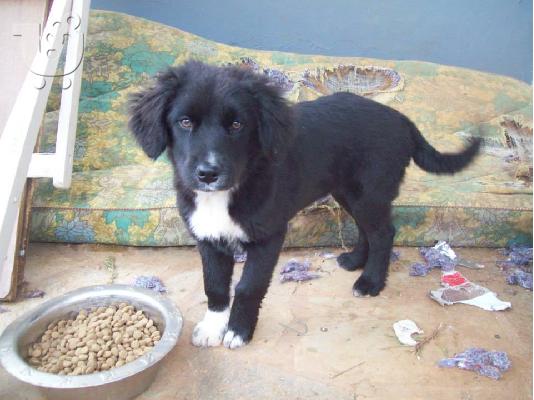 PoulaTo: Κουταβακια ψαχνουν οικογενειες