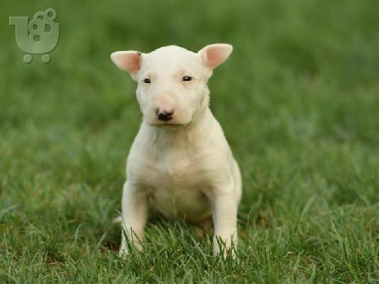 PoulaTo: Bull Terrier κουτάβια