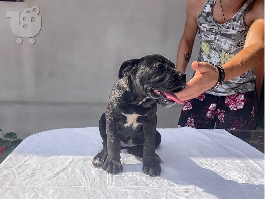 PoulaTo: Cane Corso κουτάβι