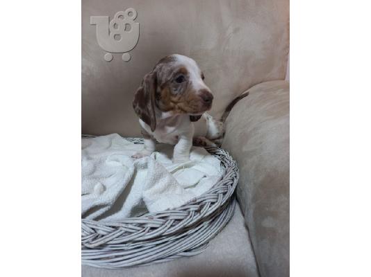 PoulaTo: Merle Dachshund κουτάβια προς πώληση