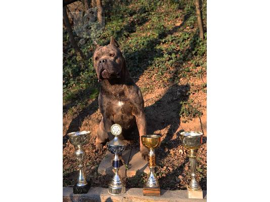 Cane Corso αρσενικό για καρφί