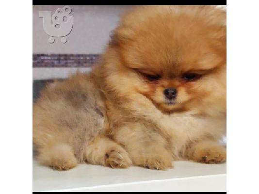PoulaTo: Pomeranian Spitz Boo Κορυφαία Ποιότητα