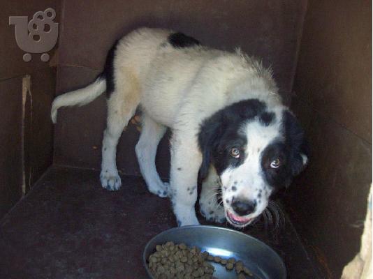 PoulaTo: Μεγαλοσωμα κουταβακια χαριζονται