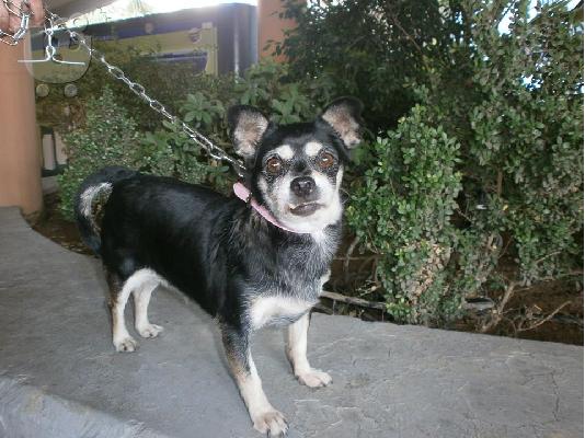 Βρεθηκε ηλικιωμενη μικροσωμη σκυλιτσα στο Κερατσινι...