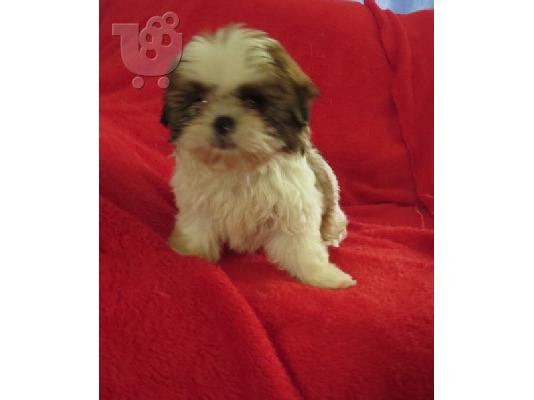 PoulaTo: SHIH TZU PUPPIES