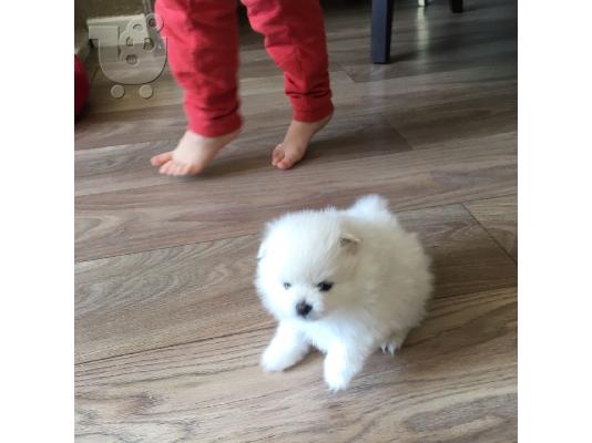 PoulaTo: pomeranian Σκύλοι και κουτάβια προς πώληση