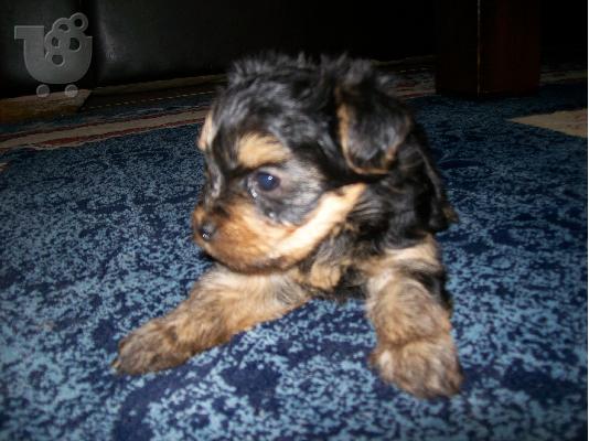 Πωλειται καθαροαιμο κουταβακι yiorkhsire mini