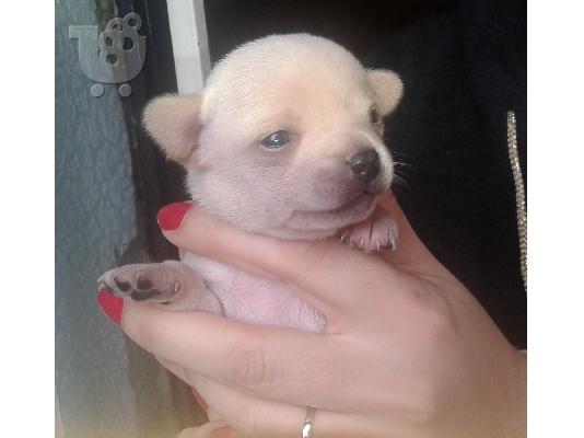 μικροσωμα chihuahua