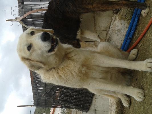 ελληνικοι ποιμενικοι